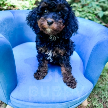 “Chester” – F1b Phantom Cavapoo Male