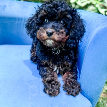“Chester” – F1b Phantom Cavapoo Male
