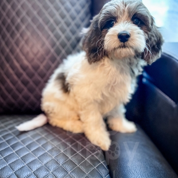 “Manchester” – F1b Sable Merle Parti Cavapoo Male