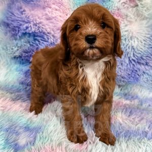 “Rigatoni” - F1b Red Abstract Mini Cavapoo Male