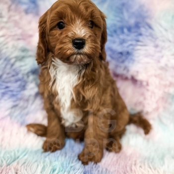 “Rigatoni” – F1b Red Abstract Mini Cavapoo Male