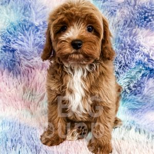 “Orzo” - F1b Mini Red Abstract Cavapoo Male