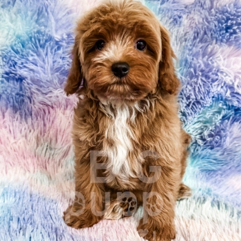 “Orzo” – F1b Mini Red Abstract Cavapoo Male