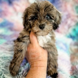Stormy - F1b Blue Merle Toy Cockapoo Female