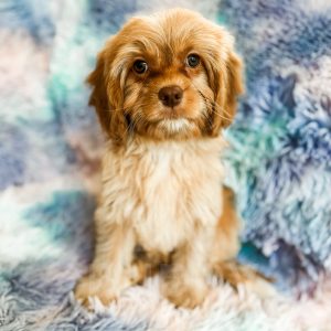 “Tomato” - Apricot Reverse Cavapoo Female