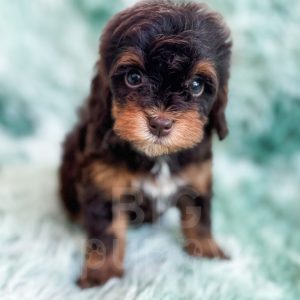 Toffee - Brown Phantom Toy Havapoo Female