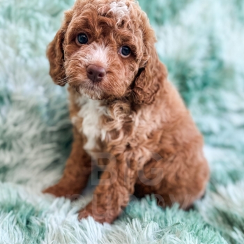 “Dugan” – F1b Dark Apricot Cavapoo Male
