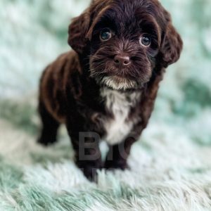 Brownie - F1 Brown Abstract Toy Havapoo Female