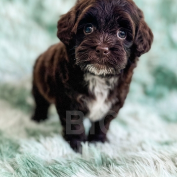 Brownie – F1 Brown Abstract Toy Havapoo Female