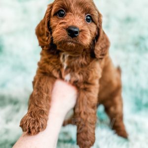 “Denny” - F1b Red Cavapoo Male