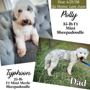 F2 Mini/Medium Sheepadoodles - Deposit Only