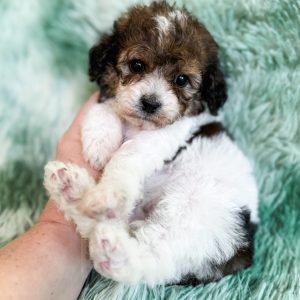 “London” - F1b Sable Parti Cavapoo Female