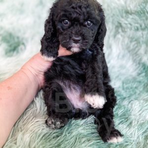 “Lichinga” - F1b Black Abstract Cavapoo Female