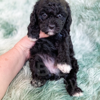 “Lichinga” – F1b Black Abstract Cavapoo Female