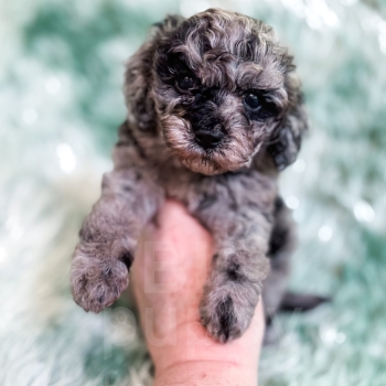 “Mo” – F1b Blue Merle Cavapoo Male