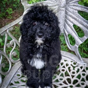 “Lichinga” - F1b Black Abstract Cavapoo Female