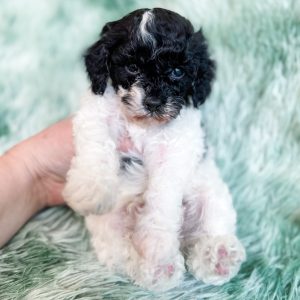 “Nampula” - F1b Black Parti Cavapoo Male