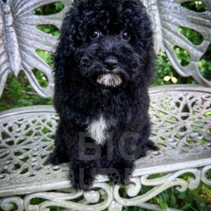“Amsterdam” - F1b Black Abstract Cavapoo Male
