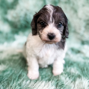 “Manchester” – F1b Sable Merle Parti Cavapoo Male