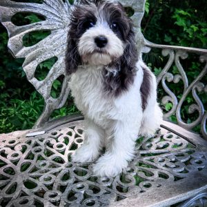 “Manchester” - F1b Sable Merle Parti Cavapoo Male