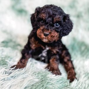 “Chester” - F1b Phantom Cavapoo Male