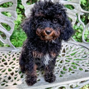 “Chester” - F1b Phantom Cavapoo Male