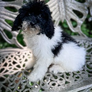 “Nampula” - F1b Black Parti Cavapoo Male