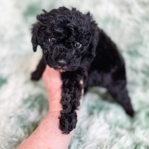 “Amsterdam” - F1b Black Abstract Cavapoo Male