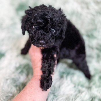 “Amsterdam” – F1b Black Abstract Cavapoo Male