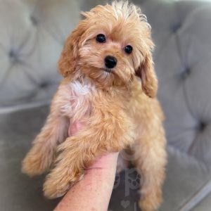 “Henry” - F1b Toy Apricot Cavapoo Male