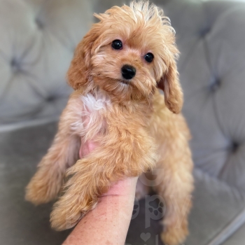 “Henry” – F1b Toy Apricot Cavapoo Male