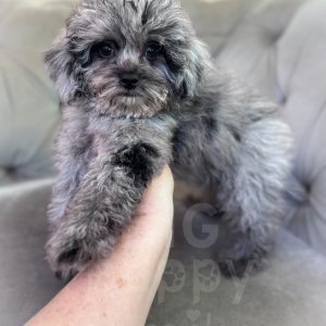 “Willie” - F1b Toy Merle Cavapoo Male