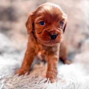 “Grapefruit” - Reverse Red Cavapoo Male
