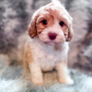 “Citrus” - F1b Apricot Tuxedo Cavapoo Male