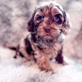“Moose” – F1b Brown Phantom Merle Cavapoo Male