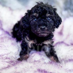 “Ellie” - F1b Toy Phantom Cavapoo Female