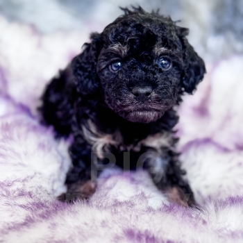 “Ellie” – F1b Toy Phantom Cavapoo Female