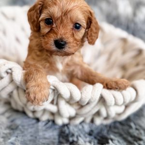 “Henry” - F1b Toy Apricot Cavapoo Male