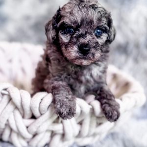 “Willie” - F1b Toy Merle Cavapoo Male