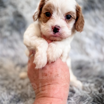 “Brie” – F1 Mini Red Parti Cavapoo Female