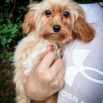 “Henry” – F1b Toy Apricot Cavapoo Male