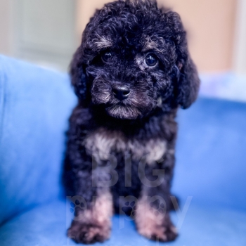 “Ellie” – F1b Toy Phantom Cavapoo Female