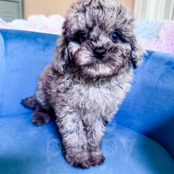 “Willie” – F1b Toy Merle Cavapoo Male