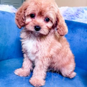 “Henry” - F1b Toy Apricot Cavapoo Male