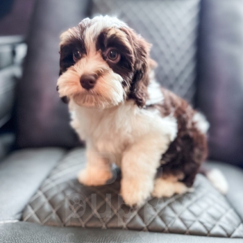 “Hershey” – F1 Brown Tri Havapoo Male