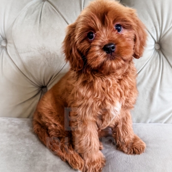 “Grapefruit” – Reverse Red Cavapoo Male
