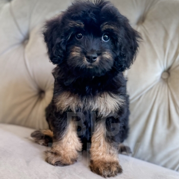 “Grove” – F1 Phantom Cavapoo Male