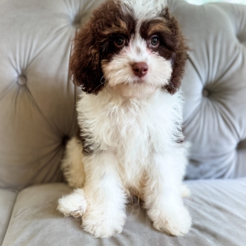 “Mudslide” – Brown Tri Cavapoo Male