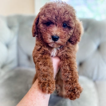 “Eddie” – F1b Large Toy/Small Mini Red Cavapoo Male