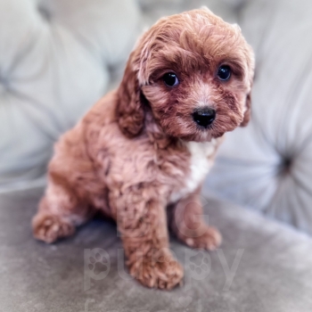 “Cleo” – Multigen Large Toy/Small Mini Cavapoo Female